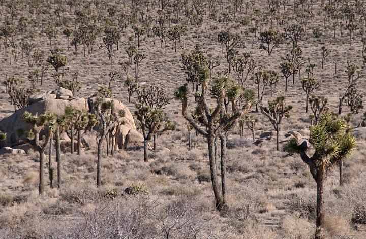 Joshua Trees 1267.jpg - Copyright 2010 DonJacobson
